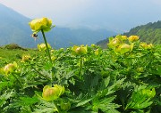 Al Rifugio Capanna 2000 da Alpe Arera ad anello-1GIUGNO25: splendide fioriture !- FOTOGALLERY